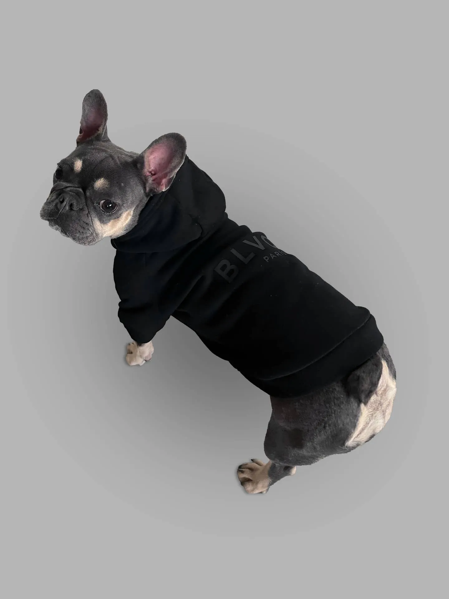 Bold Pet Hoodie